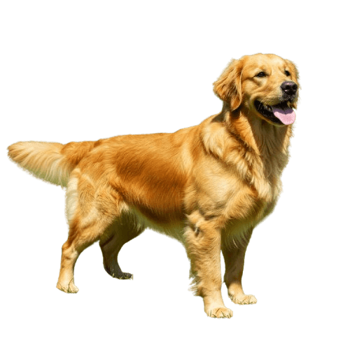 golden
